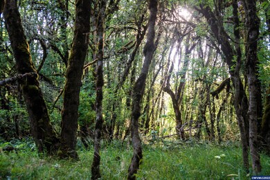 8390 Blanchard Rd, Sheridan, OR 97378 - photo 3