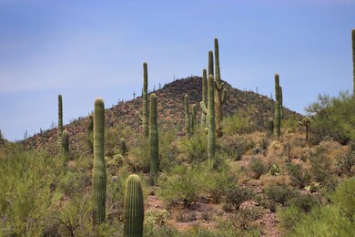 IMG_0236
