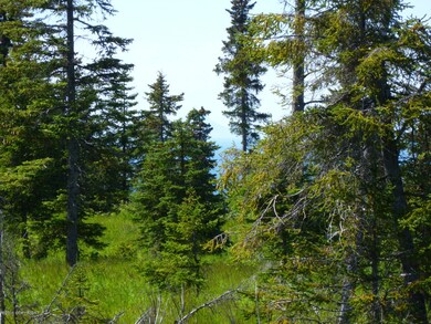 Healthy Spruce Trees