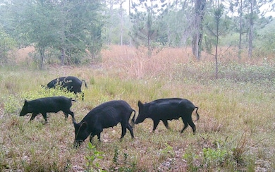 0 SW County Line & Prine unit 122665, Lee, FL 32059 - photo 4