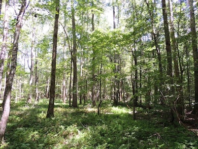 24.5+/- Ac Awebreys Gin Rd, Franklin, GA 30217 - photo 5