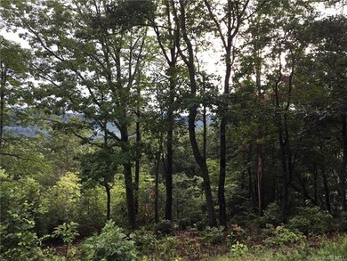 Looking into stand of old growth hardwoods to the 