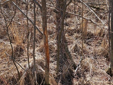 TBD 360th St, Shevlin, MN 56676 - photo 7