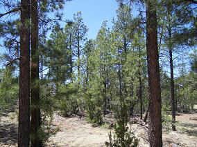 2846 Tbird Way (2)