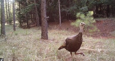 LandForSale153-00-00-095WildlifePics3