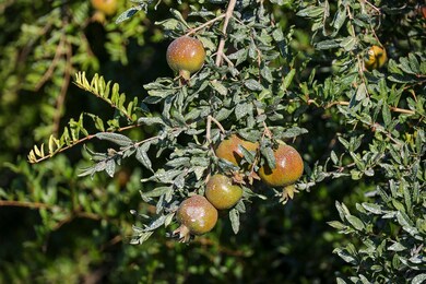 2024-08-11-Schuil-Farms-for-sale-Alpaugh