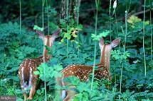 0 Snake Hill Rd, Middleburg, VA 20117 - photo 4