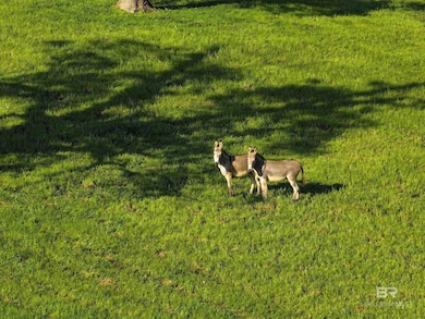 26635 Highway 41, Range, AL 36473 - photo 6