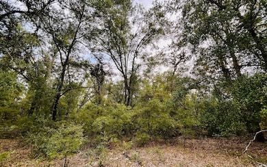 TBD Suw Park Lots 18-22, Live Oak, FL 32060 - photo 6