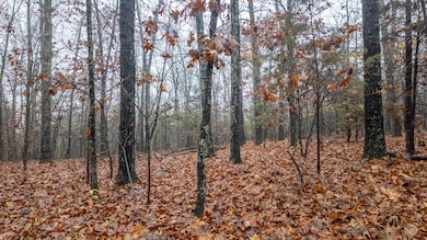 000 County Road 36, Gainesville, MO 65655 - photo 5