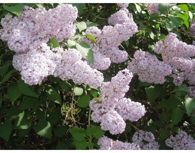 200 Dunstable Rd unit 202, North Chelmsford, MA 01863 - photo 5