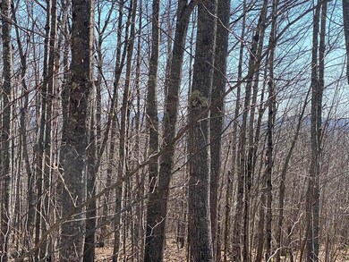 4 acre view through the trees