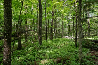 11 Old County Rd E, Londonderry, VT 05148 - photo 7