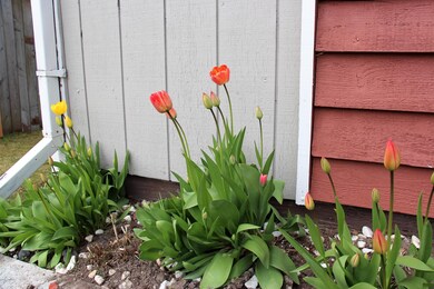 Front garden trim