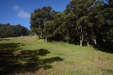 There are numerous old growth Ohia throughout the property with Koa intermingled within the forest.