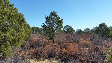 Pines and Oak brush.jpg