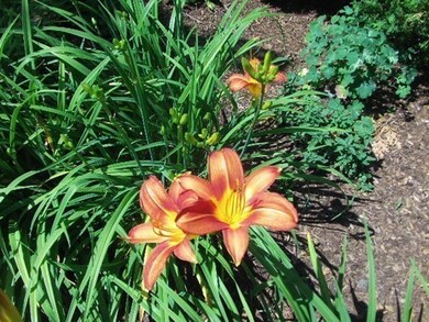 37 Rublee St, Arlington, MA 02476 - photo 5