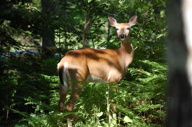 Deer pic2