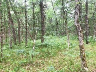 V/L James Rd, Baldwin, MI 49304 - photo 4