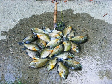 Bluegills