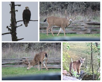 2871 Cobleigh Rd, Eagle Point, OR 97524 - photo 7