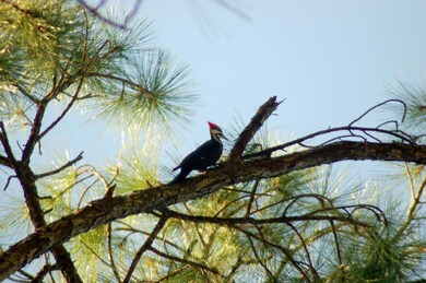Bird Watcher's Paradise