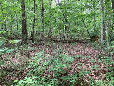 00 John Burch partial clearing in woods