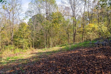View of tree filled area