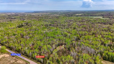 Bird's eye view of a forest