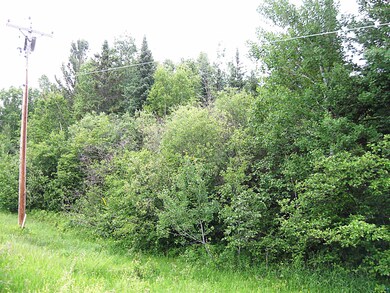 View of local wilderness