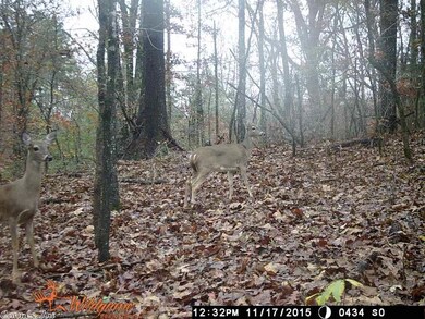 15.39 Greene Road 715, Paragould, AR 72450 - photo 7