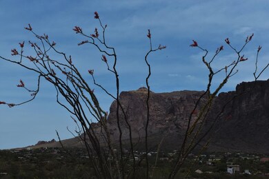 Blooming Ocotillo