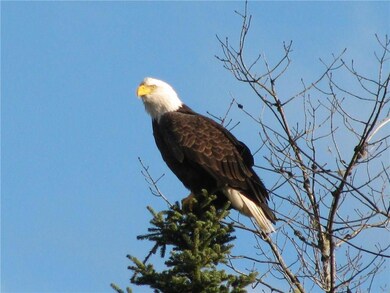 The eagles and shore birds that...