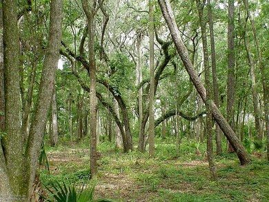 Beautiful Treed Views