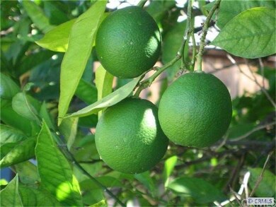 -Fruit trees include white peach, white nectarine,