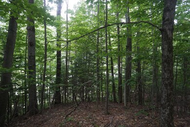 77 Austin Pond Rd, Johnsburg, NY 12853 - photo 4