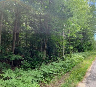 Summer View from Pattee Pond Road