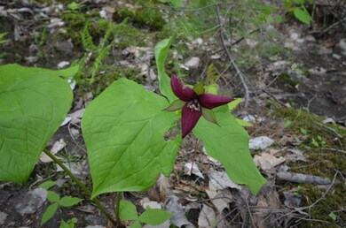 Wild flowers Lady Slipper