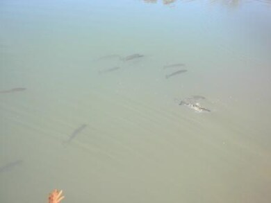 Other BIG fish!