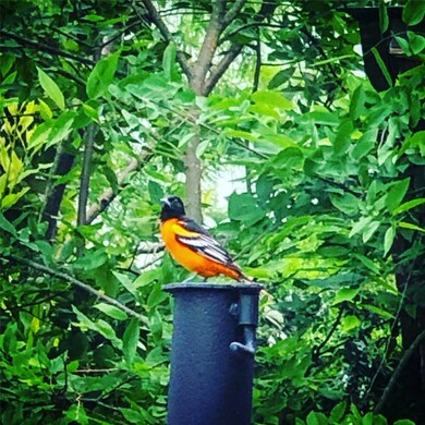 1 Reveille Ct, Huntsville, TX 77340 - photo 2