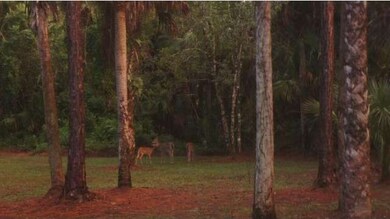 Back Yard Deer