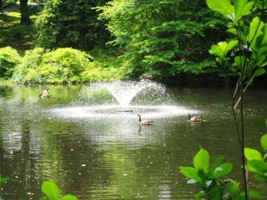 ANNE'S DUCKS