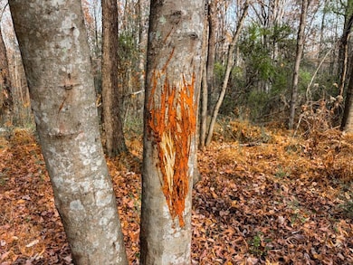 County Road 501, Lexington, AL 35648 - photo 2