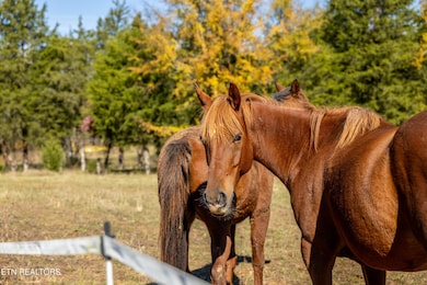 Ideal property for horses