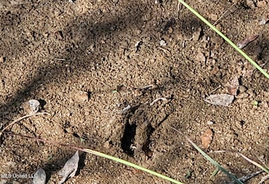 Deer Track