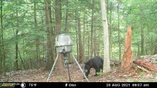 black bear