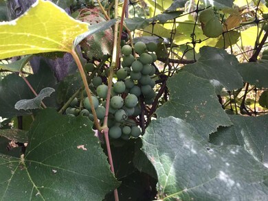 54915 Pear Rd, South Bend, IN 46628 - photo 5