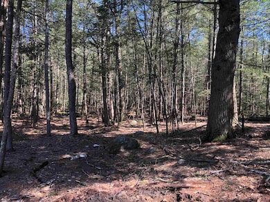 Wooded Lot