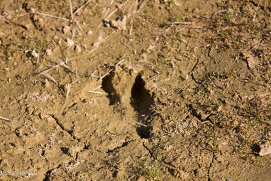 0 County Road 115, Carrollton, MS 38917 - photo 5