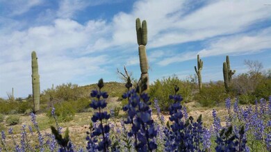 Desert in bloom